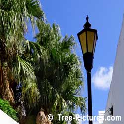 Palm Tree, Bermuda Palm Tree Picture